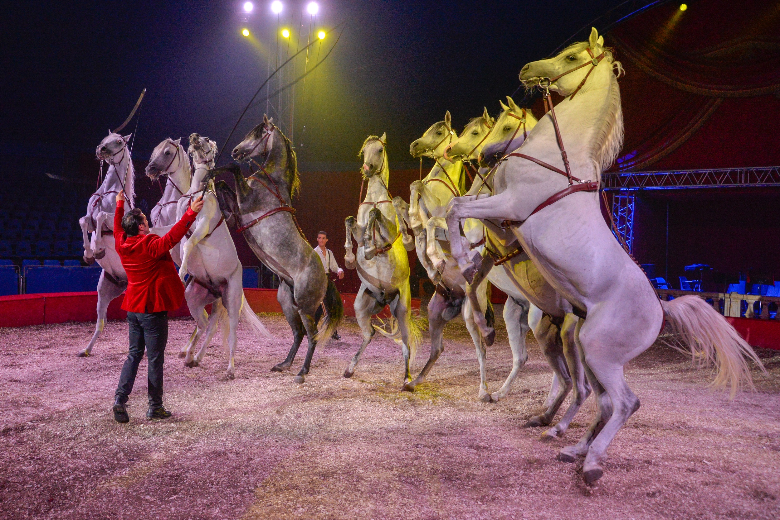 Florian Richter Cavalerie 2