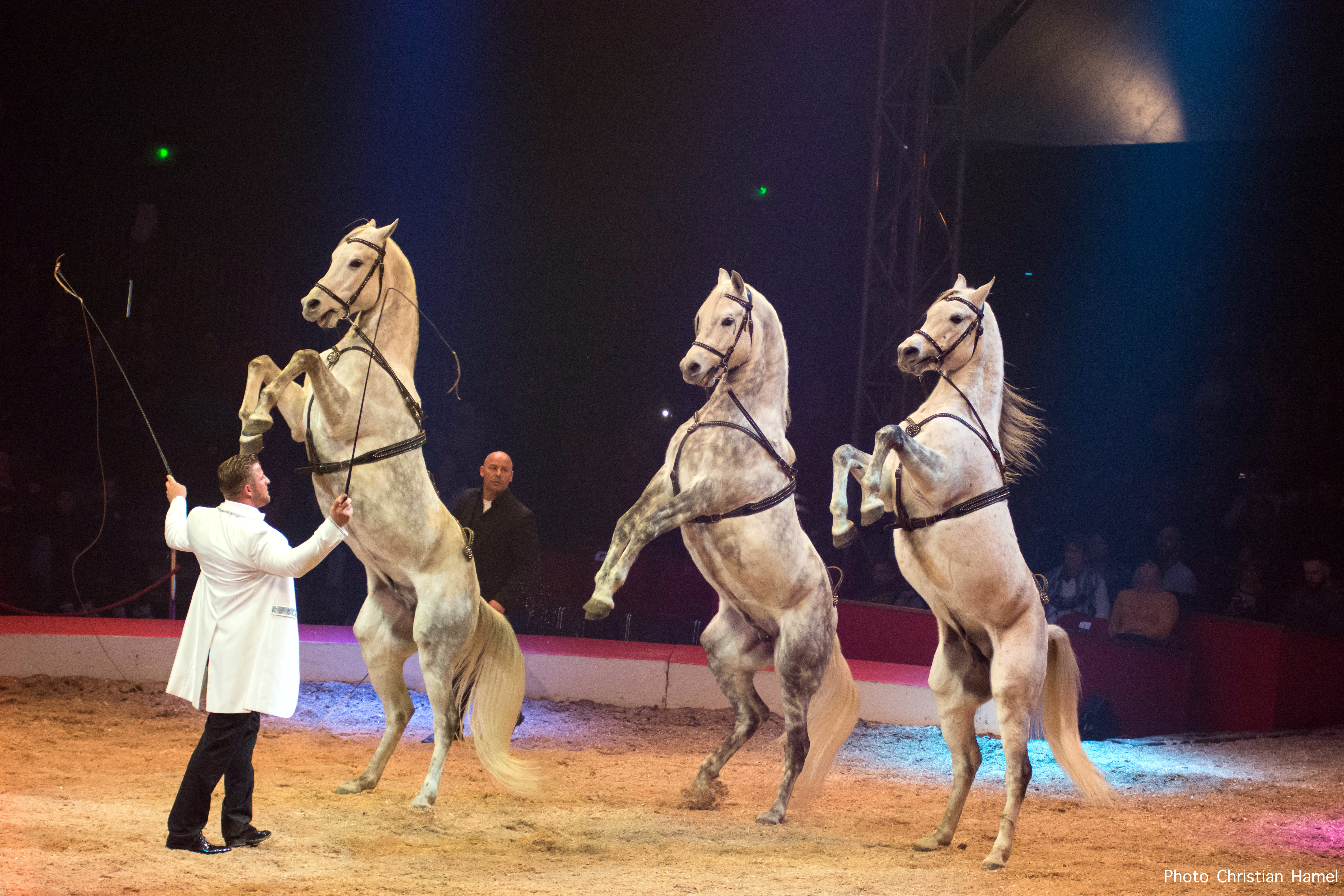 Marlon Zinnecker - chevaux - 2018