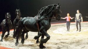 Infirmière avec Richter – chevaux en liberté