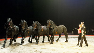 Infirmière avec Richter – chevaux en liberté